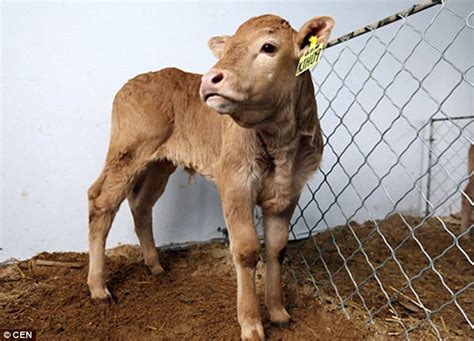 Six Calves Cloned Worth 46000 Each To Help China Create Better