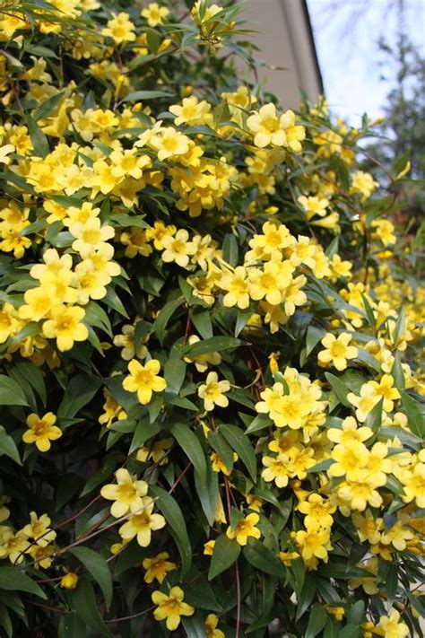 Look out for narcissus 'rijnveld's early sensation' from january onwards, and 'february gold' that flowers. 15 Best Plants That Bloom in Winter - Flowers That Develop ...