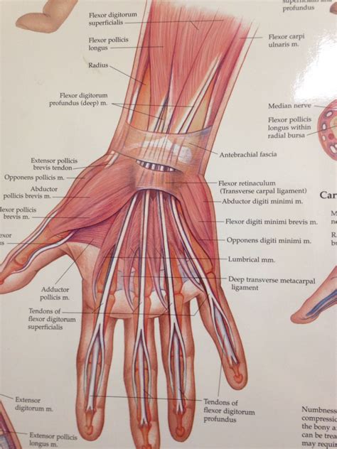 muscles & tendons of hand & wrist | Анатомия, Массаж