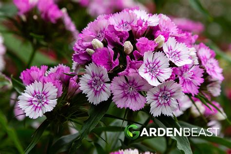 Dianthus Guide How To Grow And Care For Dianthus Flowers