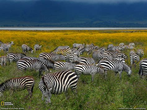 Amazing Animal Pictures From National Geographic July 2011 Amazing