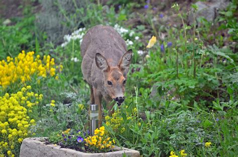 11 Ways To Keep Deer Out Of Your Garden (+ Dad's Foolproof Solution)