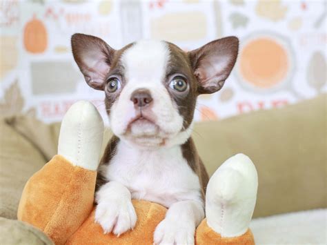 Boston Terrier Puppy | Puppies for sale, Boston terrier puppy, Puppies