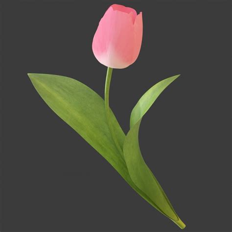 Tulip Flower 3d Turbosquid 1205665