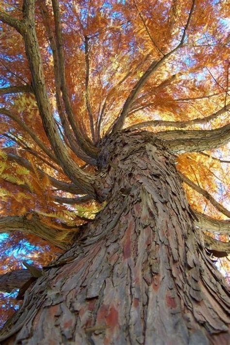 Bald Cypress Jeff Tinker Photography Beautiful Tree Beautiful Nature