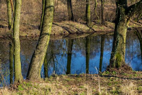 Early Spring Landscape Of European Forest And Water Ponds In Konstancin