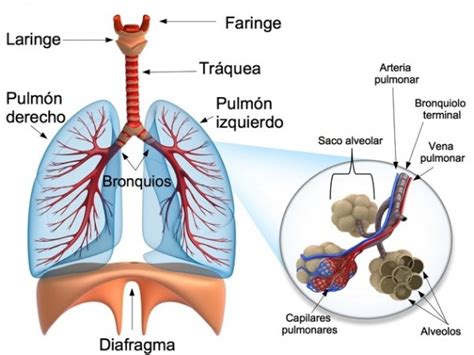 Aparato Respiratorio Qué Es Función Partes Enfermedades Imágenes