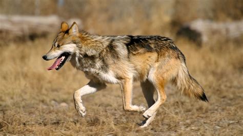 Mexican Wolf Population Increases Rocky Mountain Elk Foundation