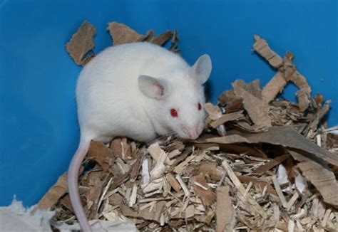 Pip 4 Month Old Albino Male Mouse Notts Pet Forums Community
