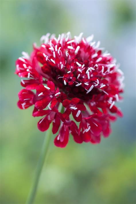 Scabiosa Atropurpurea Tall Double Red Seeds £225 From Chiltern