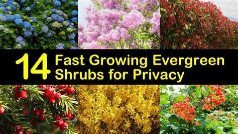 14 Fast Growing Evergreen Shrubs For Privacy 2022