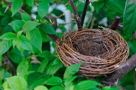 Free Nest Images Pictures And Royalty Free Stock Photos