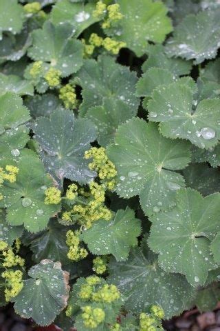 Maybe you would like to learn more about one of these? Deep Shade Perennials & Ground-covers - ALCHEMILLA MOLLIS ...