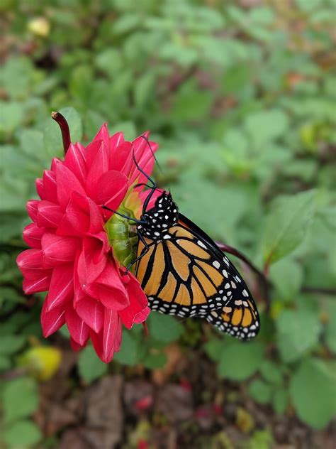 monarch butterfly dahlia free photo on pixabay pixabay