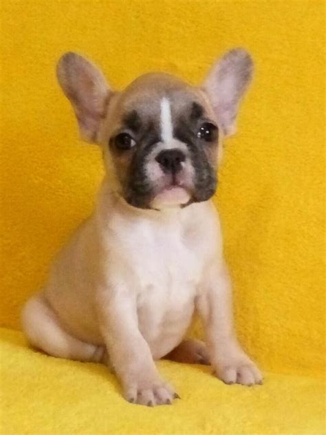 We did not find results for: French Bulldog Puppies Tampa | Top Dog Information