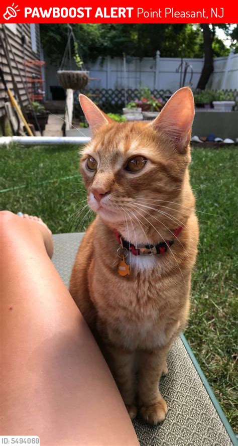 Lost Male Cat In Point Pleasant Nj 08742 Named Chase Id 5494060 Pawboost