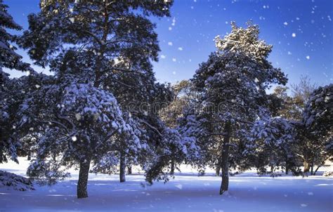 Wonderful Winter Landscape With Snowy Pine And Fir Trees And Blue Sky