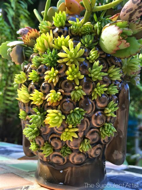 Buddha Head Succulent Planter All succulents (and all plants for that matter) benefit from a complete soaking, until water comes out of the bottom of the pot.