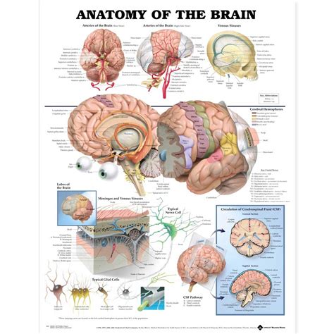 Anatomy Of The Brain Anatomical Chart 20 X 26