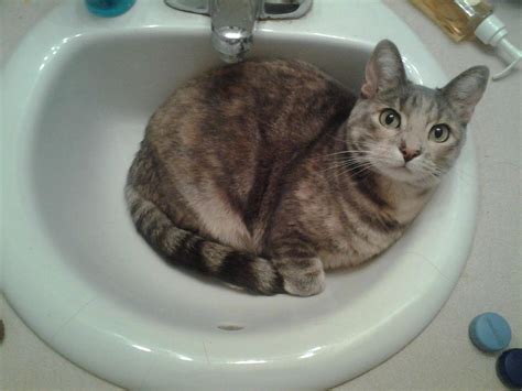 17 Cats Who Know That The Sink Really Belongs To Them Cats Cute Cats