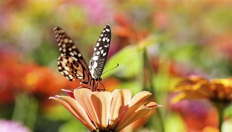 Most species of butterfly sip on sweet nectar from plants, but others have favorite foods that range from the unexpected to downright. What do Butterflies do for the Environment? | Sciencing