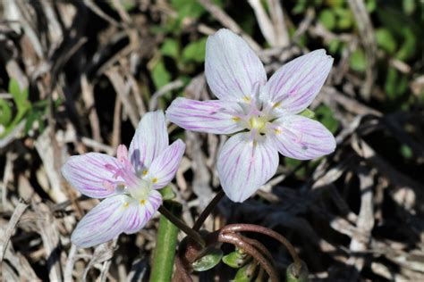 Virginia Spring Beauty Wildflowers Free Stock Photo Public Domain