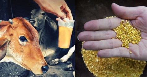 Gold In Urine Of Gir Cows Welcome To Sri Vari Gokulam Sudarshana Sena