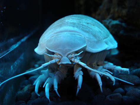 List of Sea Animals A-Z | Owlcation