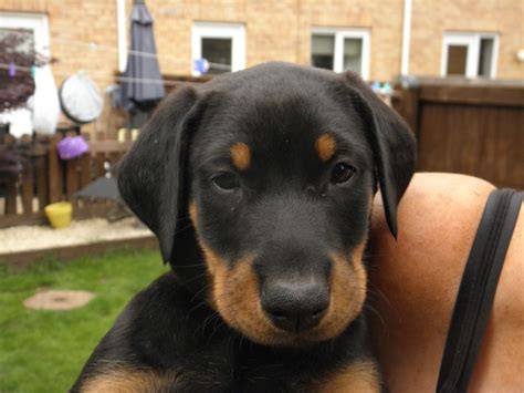 Doberman pinscher puppies and dogs. Stunning Doberman Puppies | Doncaster, South Yorkshire ...