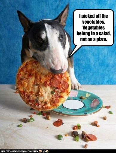 19 Funny Pics Memes Of English Bull Terriers Page 3 Of 7 The Paws
