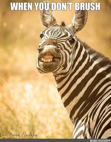 Create Meme The Zebra Funny Zebra Zebra Flamen Pictures Meme