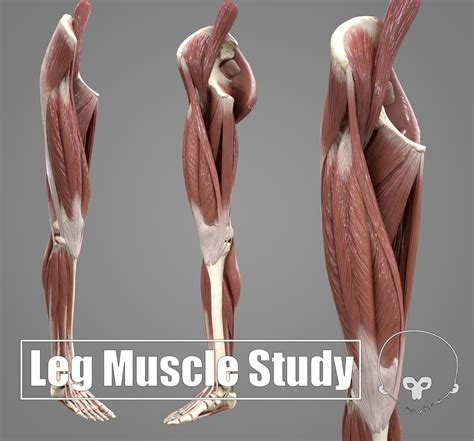 Artstation Leg Muscle Study Realtime