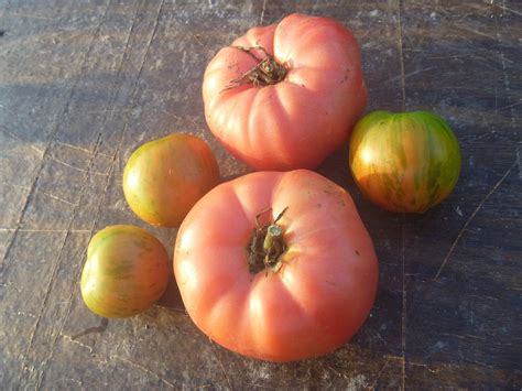 Brandywine Pink Tomato Seeds — Decker Rd Seeds