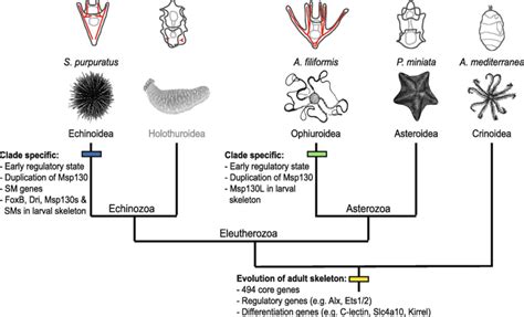 Scenario Of Larval Skeleton Evolution A Simplified Phylogeny Of