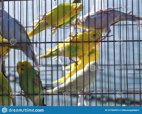 Parakeets In Cages For Sale At A Animal Market Outside Stock Image