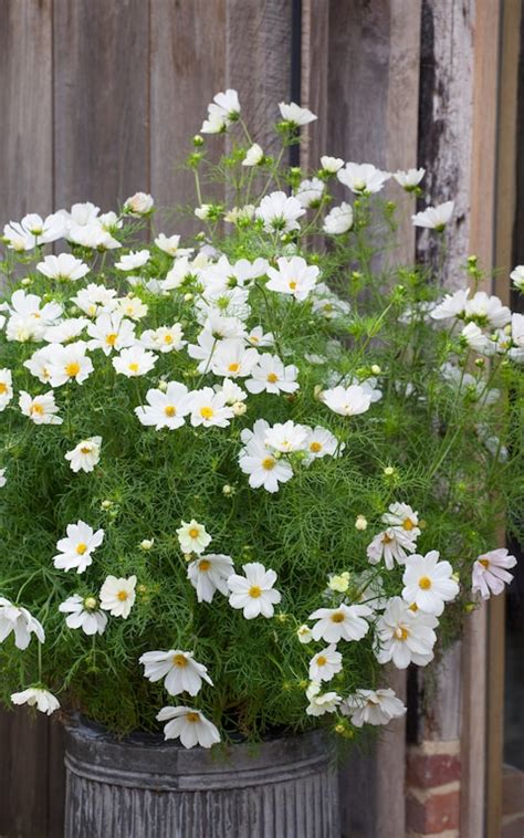 We did not find results for: The best annuals to grow for cut flowers all summer long ...