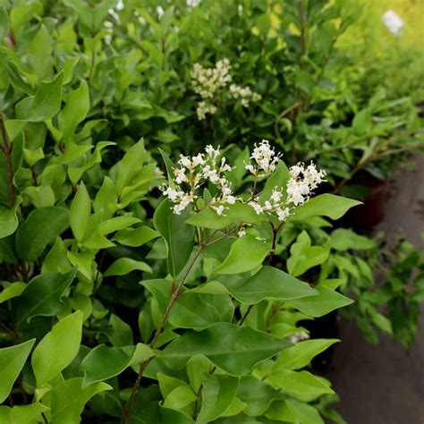 Buy Ligustrum Recurvifolium Online Garden Goods Direct