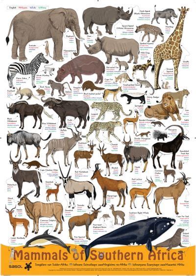 Poster Mammals Of Southern Africa Penguin Random House South Africa