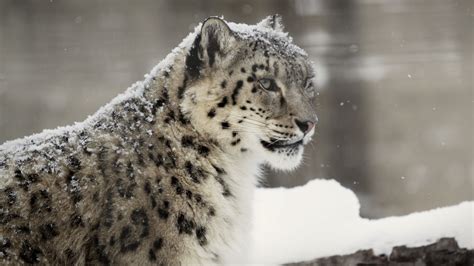 Snow Leopard Hd Wallpaper ·① Wallpapertag