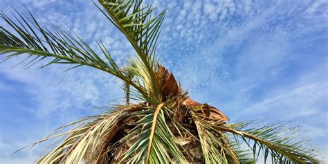 Zone 9 Palm Trees What Palms Thrive Best Care Practices