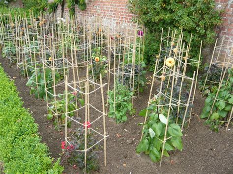 Successful Staking For Perennials Gardeners Tips