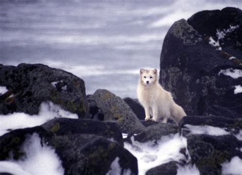 Arctic Fox 7 Animals That Turn White In Winter Britannica