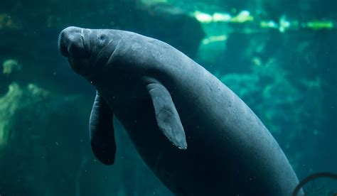 How Many Types Of Manatees Are There Worldatlas