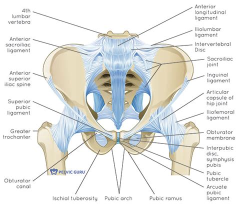 These include the following the obturator externus muscle arises from the lateral area of the obturator foramen, the outer surface of the obturator membrane, and the ischiopubic ramus. Robin Angus' Physical Therapy Blog: Postpartum Abdominal Wall and Pelvic Floor Muscle ...