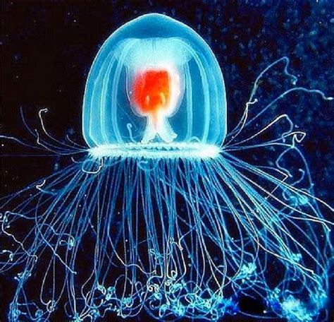 Prompt The Immortal Jellyfish Ocean Creatures Jellyfish Sea Animals