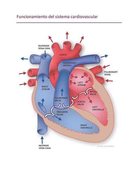 Sistema Cardiovascular Funcionamiento Del Sistema Cardiovascular