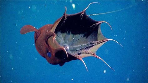 The deep sea vampire squid 𝘝𝘢𝘮𝘱𝘺𝘳𝘰𝘵𝘦𝘶𝘵𝘩𝘪𝘴 𝘪𝘯𝘧𝘦𝘳𝘯𝘢𝘭𝘪𝘴 Mollusca