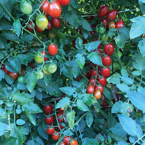 Mountain Vineyard Hybrid Tomato Cherrygrape Tomato Seeds Totally