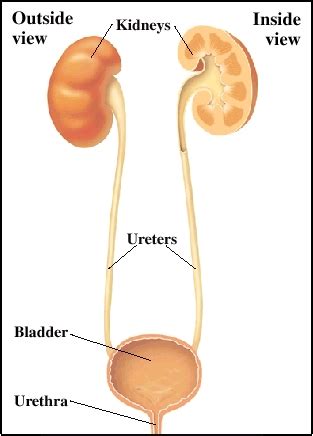 Female Urinary Tract