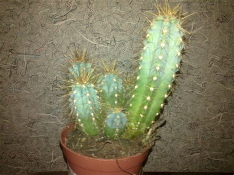 San pedro (echinopsis pachanoi) is a cactus native to the andean slopes of ecuador and peru. Need IDENTIFICATION (maybe san pedro cactus) - The ...